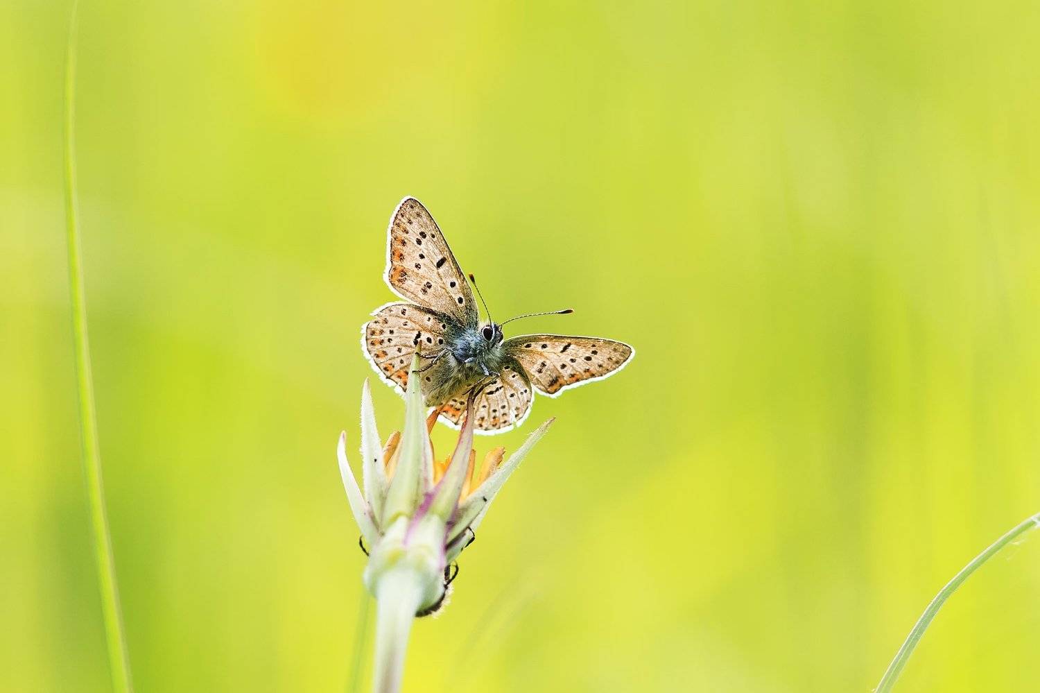 бабочка, Наталья
