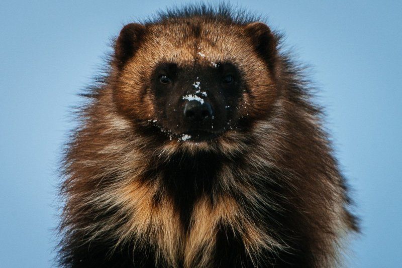 Росомаха *** фото превью