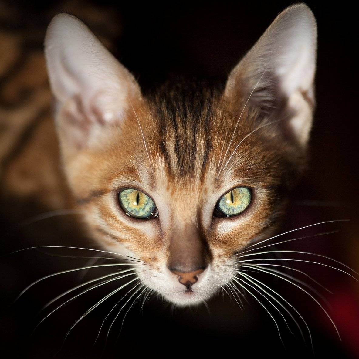 mr.filler, Николай