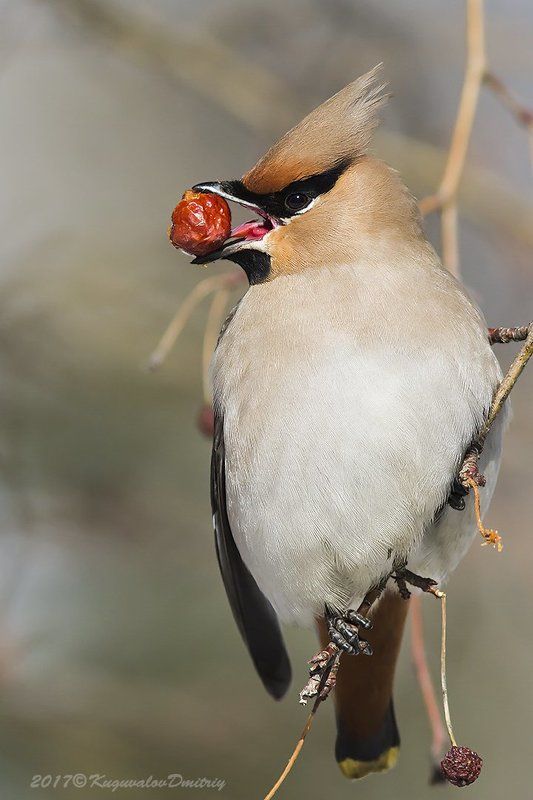 Свиристель фото превью