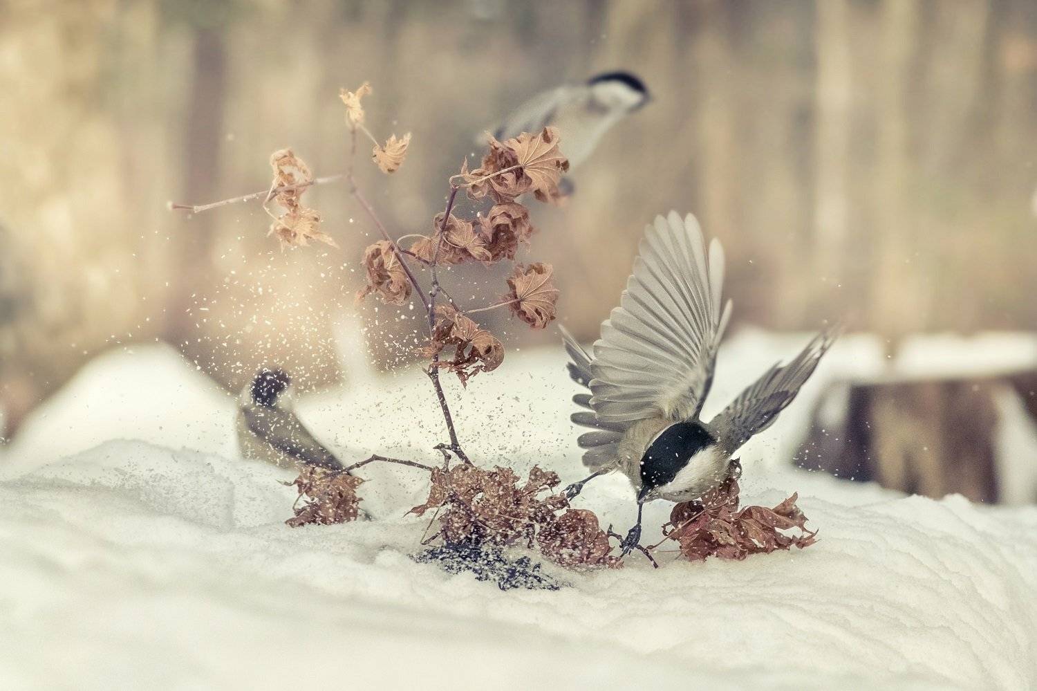 , Шинкарева Елена