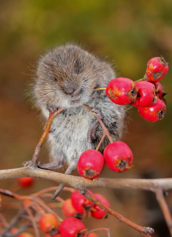 Полевка)) фото превью