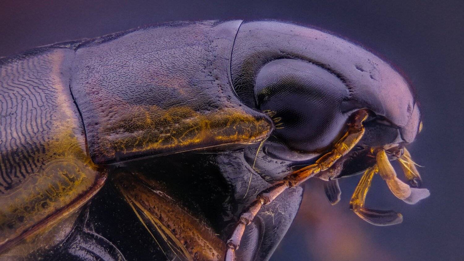 ceclii,macro,lgg4, Tsvetan Ganev