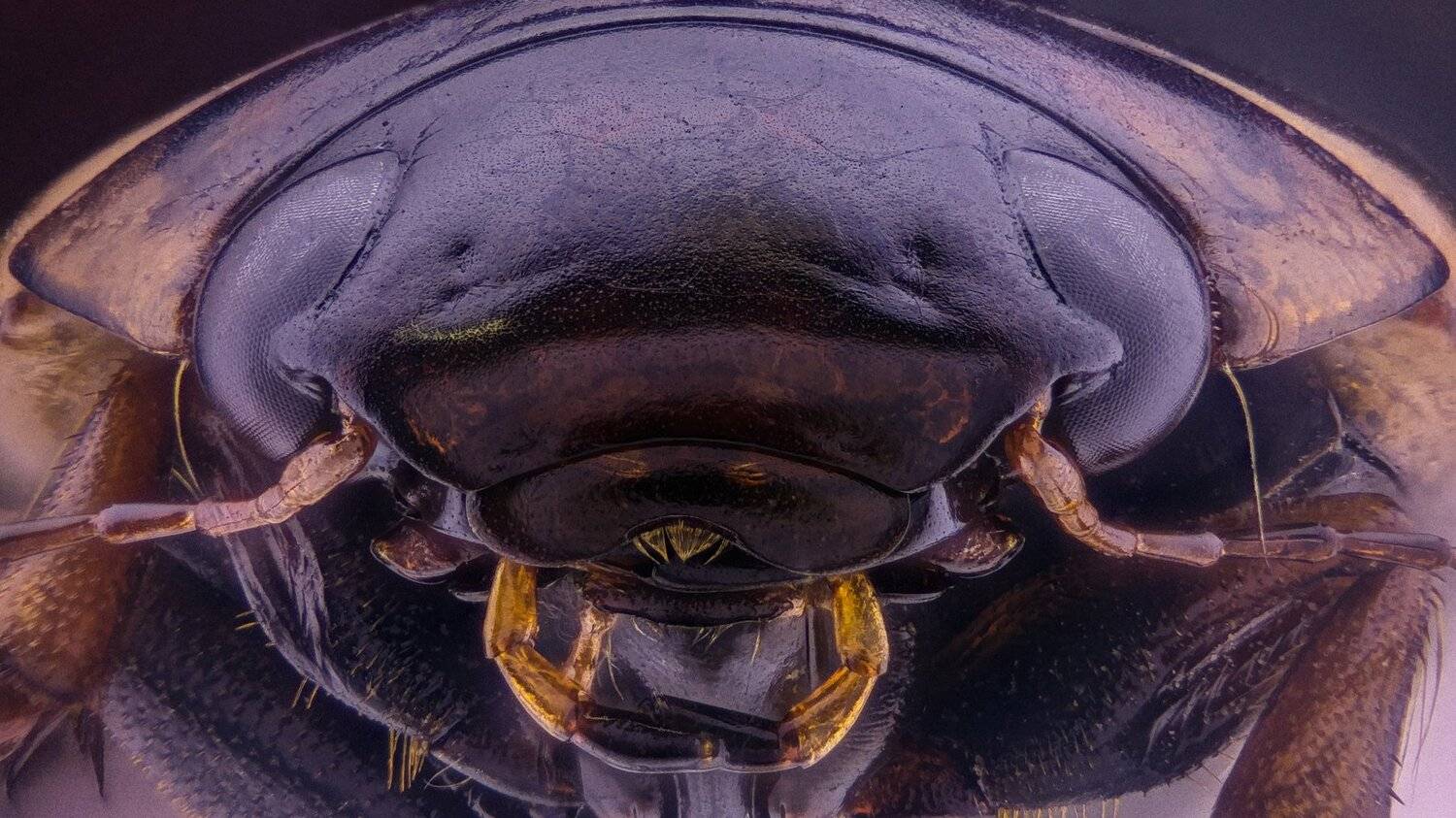 ceclii,macro,lgg4, Tsvetan Ganev