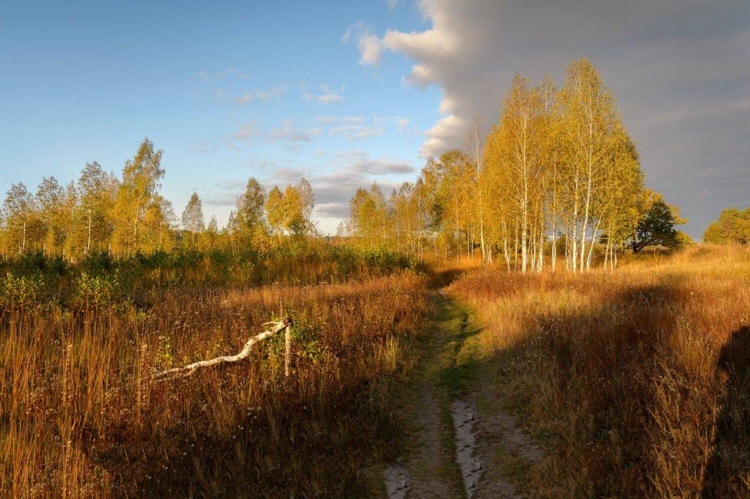пейзаж,природа,осень,золотая осень,утр,рассвет,тропинка,березы,небо, Юлия Лаптева