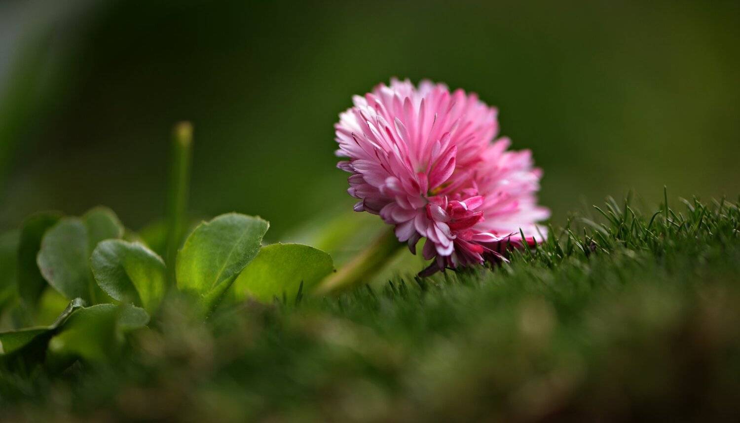 природа, макро, цветы, маргаритка,, Неля Рачкова