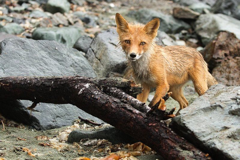 лиса, животные,камчатка, морской берег любопытство не порок фото превью