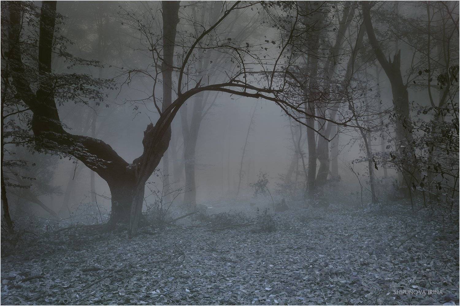 , Шипунова Ирина