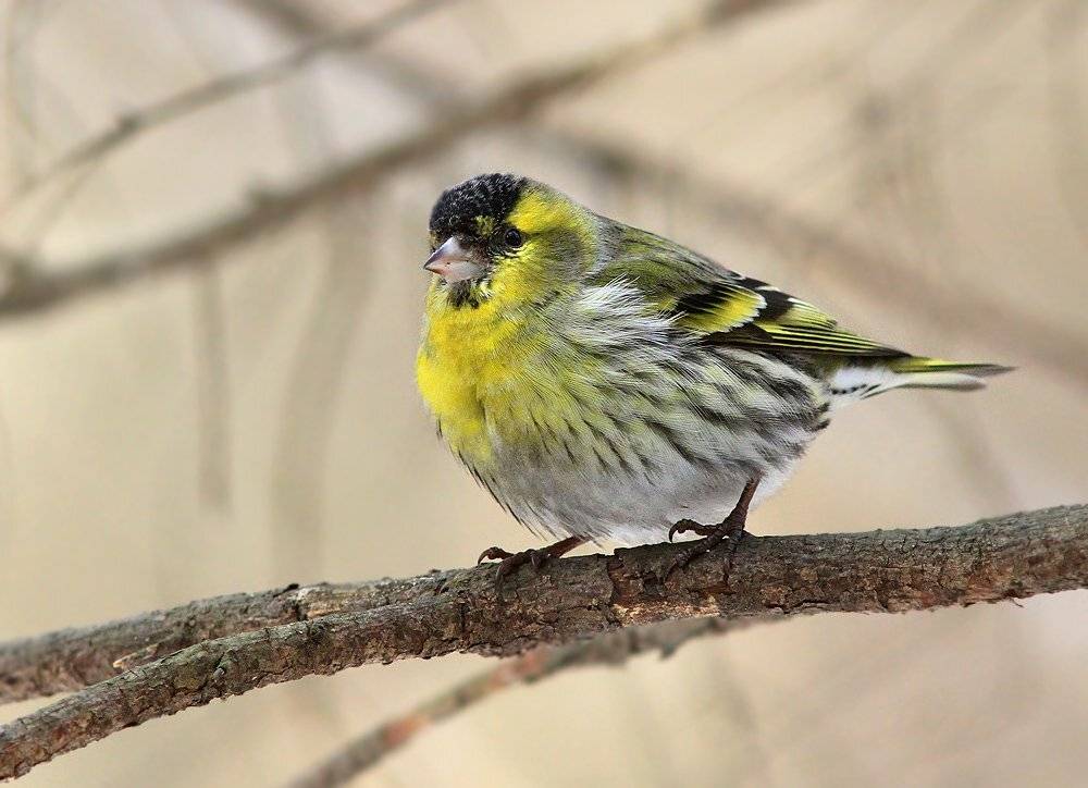чиж,лосиный остров,, Михаил Крюков