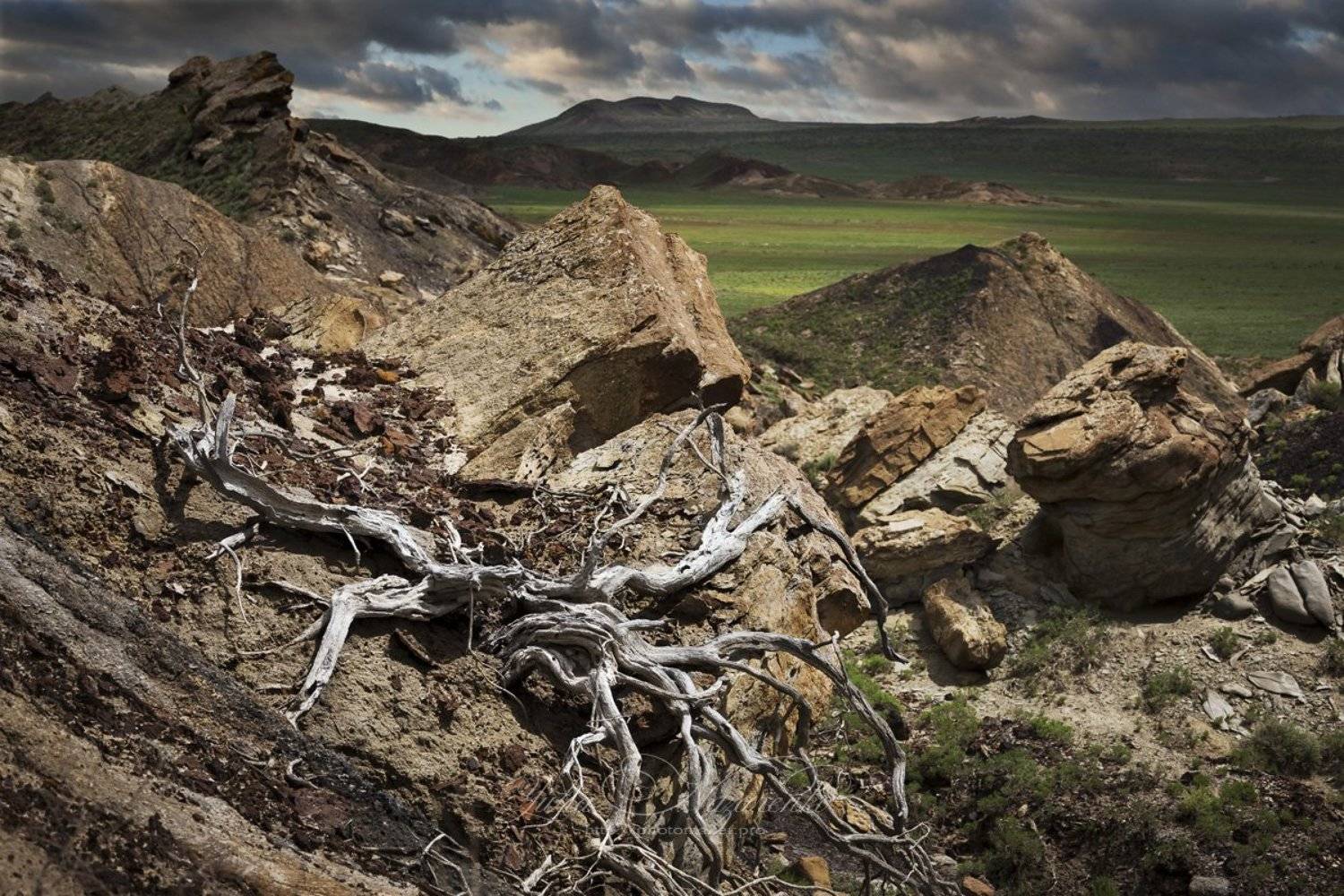 степь, саксаул, камни, пейзаж, сухой, высохший, Мангистау, Мангышлак, Устюрт, landscape, Mangistau, Mangyshlak, Ustyurt, Юлия Назаренко
