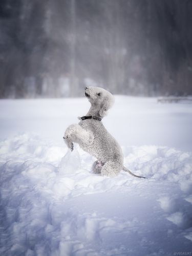 All about Dogs
