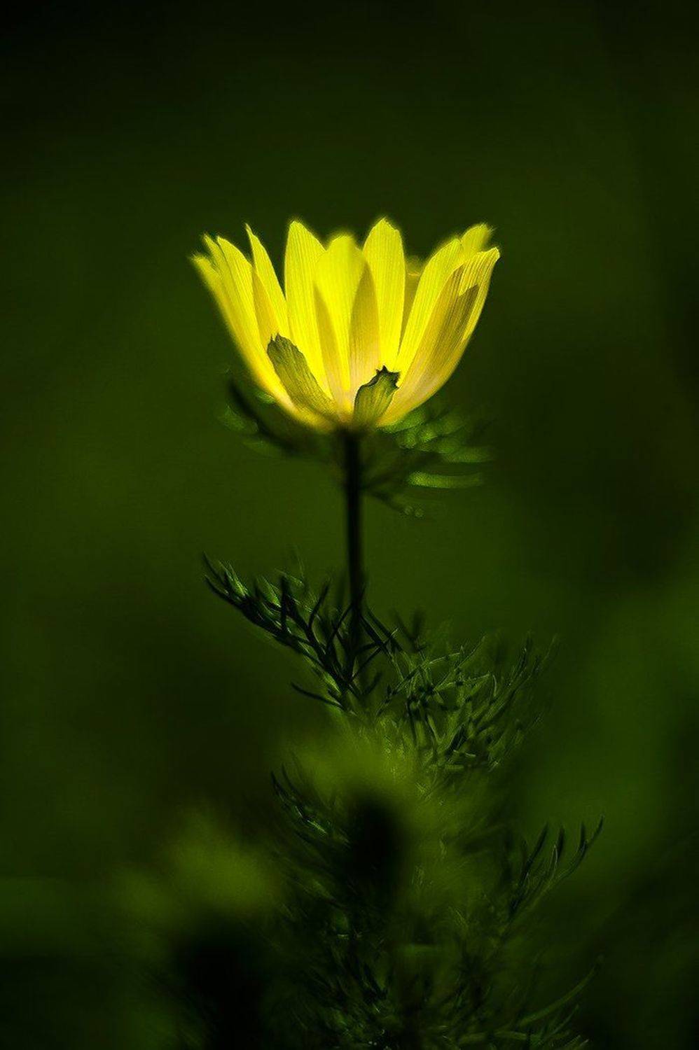 , Валерий Смирнов