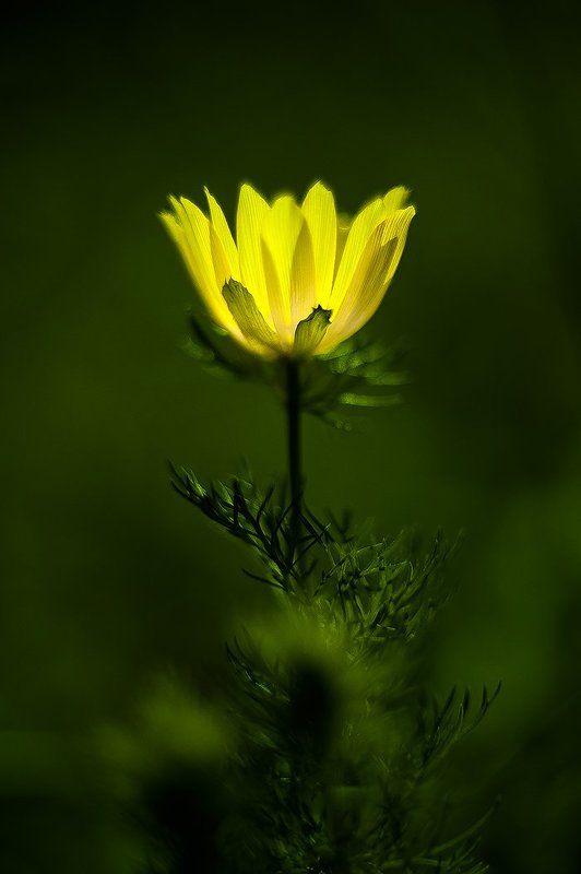 Горицвет фото превью