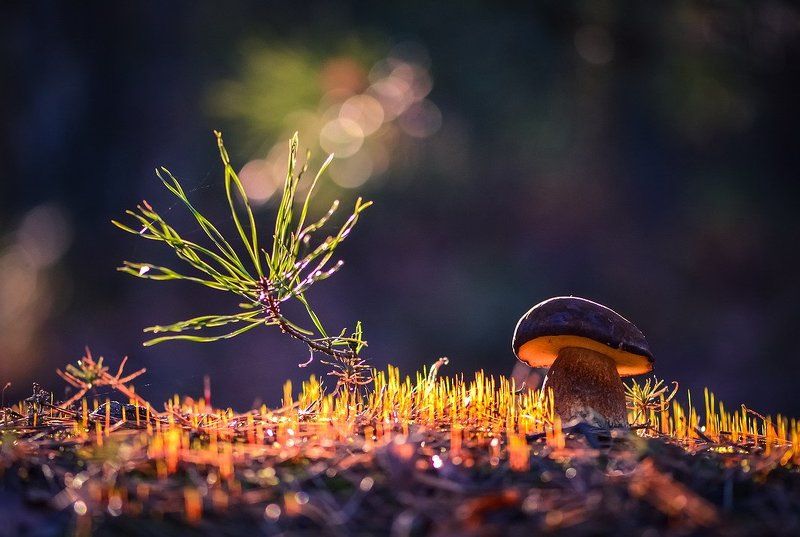 После тёплого дождя фото превью