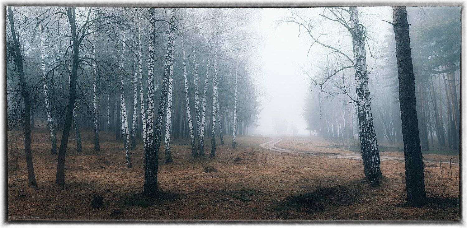 украина, коростышев, весна, лес, туман, береза,, Александр Чорный