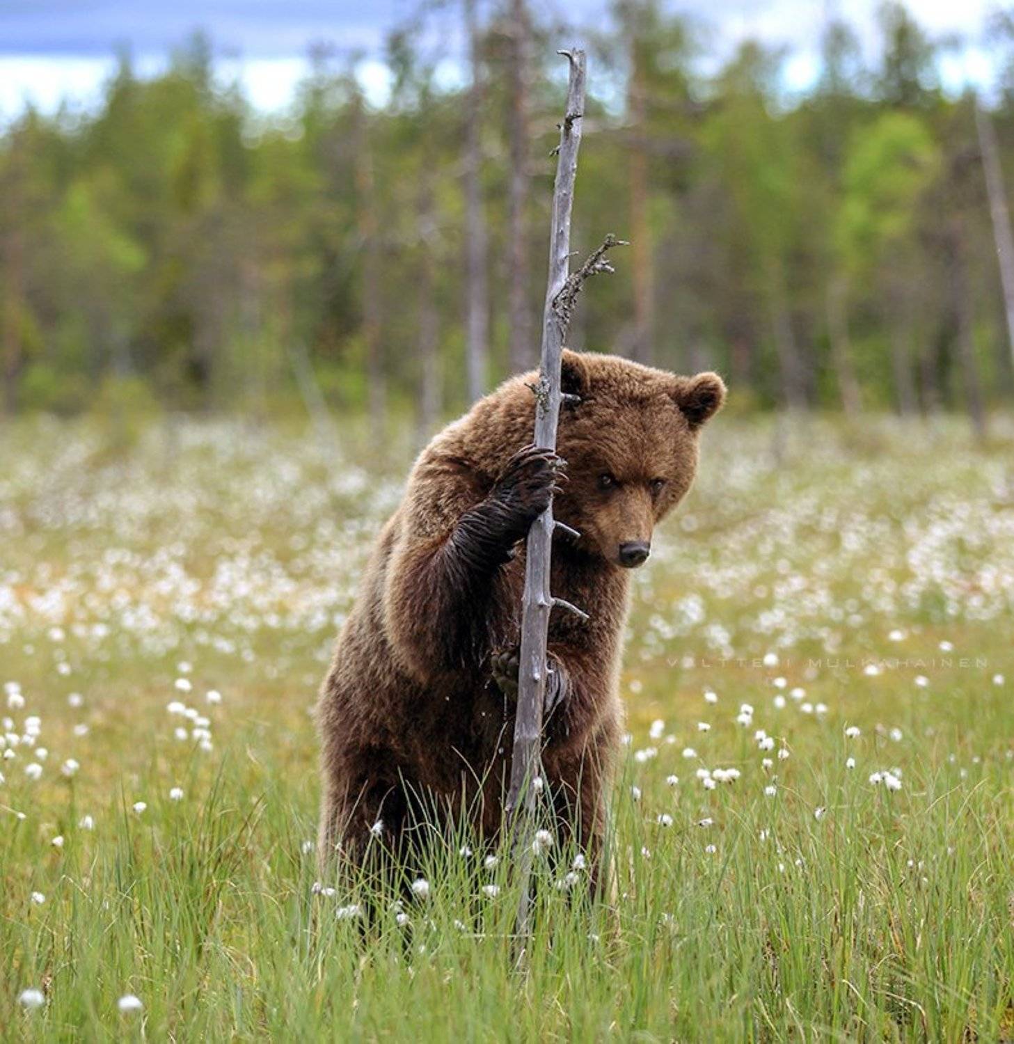 , Valtteri Mulkahainen