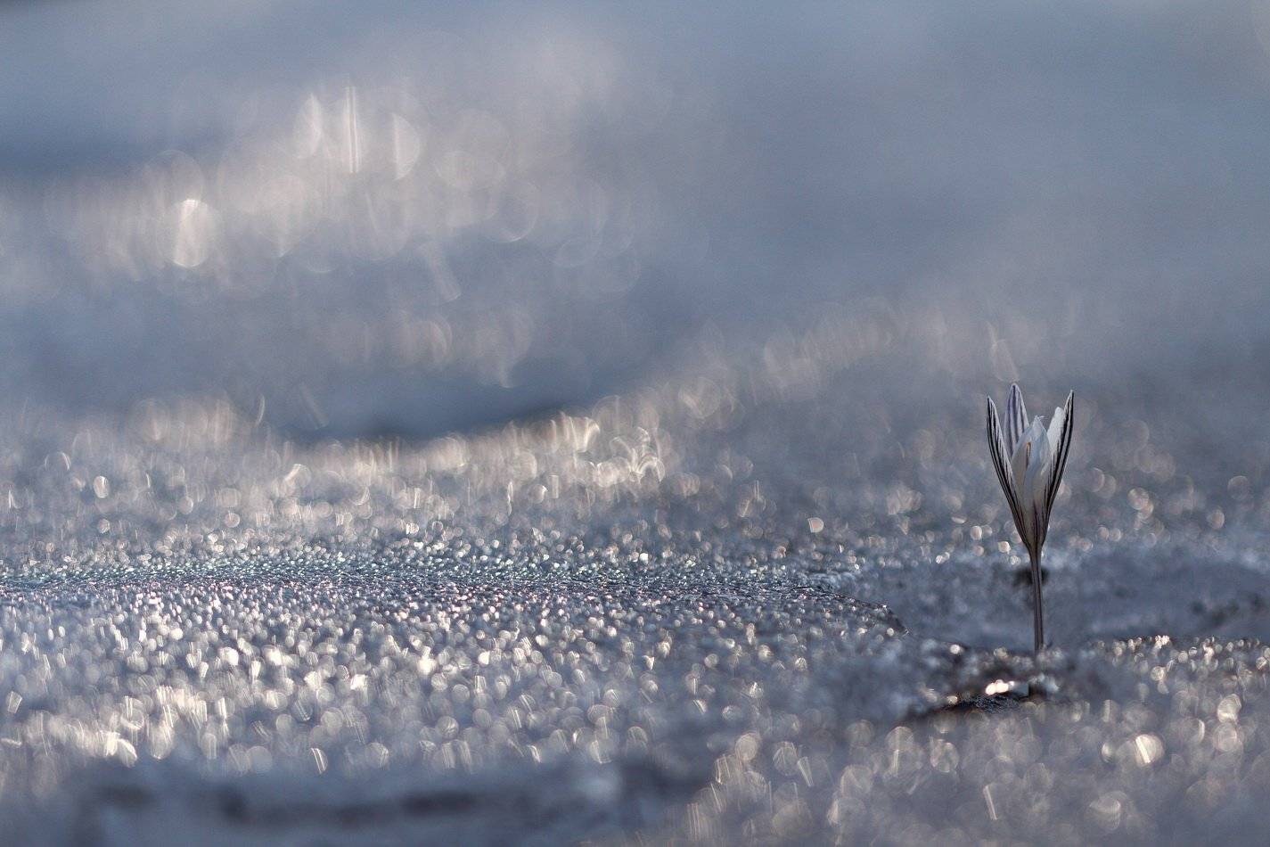шафран, сетчатый, крокус, полосатый, crocus, reticulatus, самарский лес, Sergii Markov