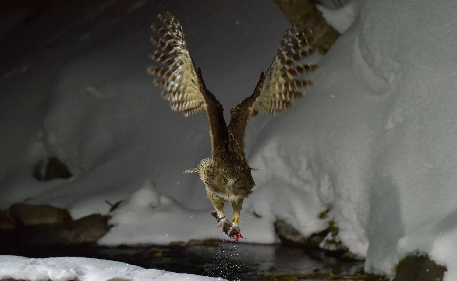 blakistons, fish, owl, KIM SUK EUN