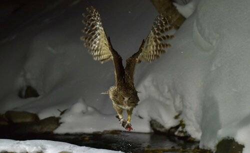 blakistons fish owl