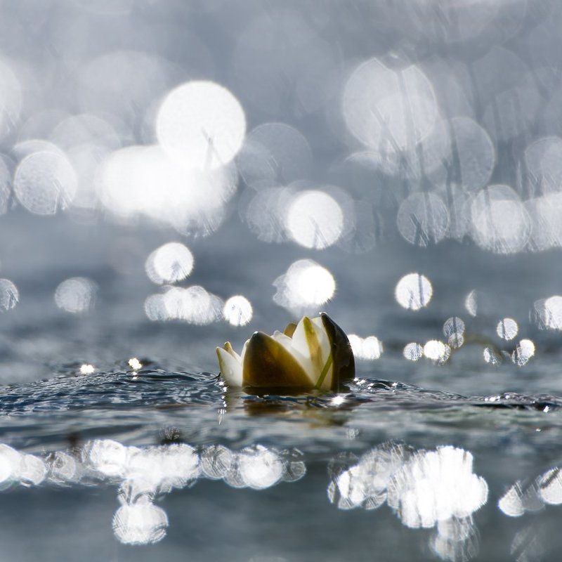 водяная лилия,лилия,макро,растения,цветы,цветок,боке Лилия фото превью