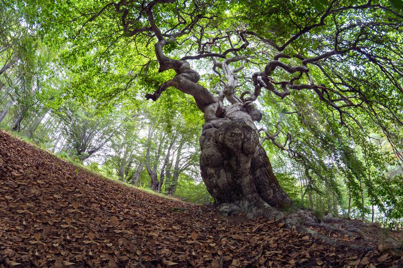 tree, nature, landscape, mountain, fisheye, nikon, forest, summer  The Crooked Tree фото превью