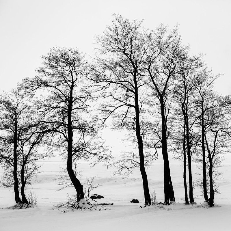 природа, силуэт Зима - Лето фото превью