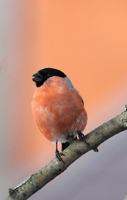 Уходящая зима фото превью