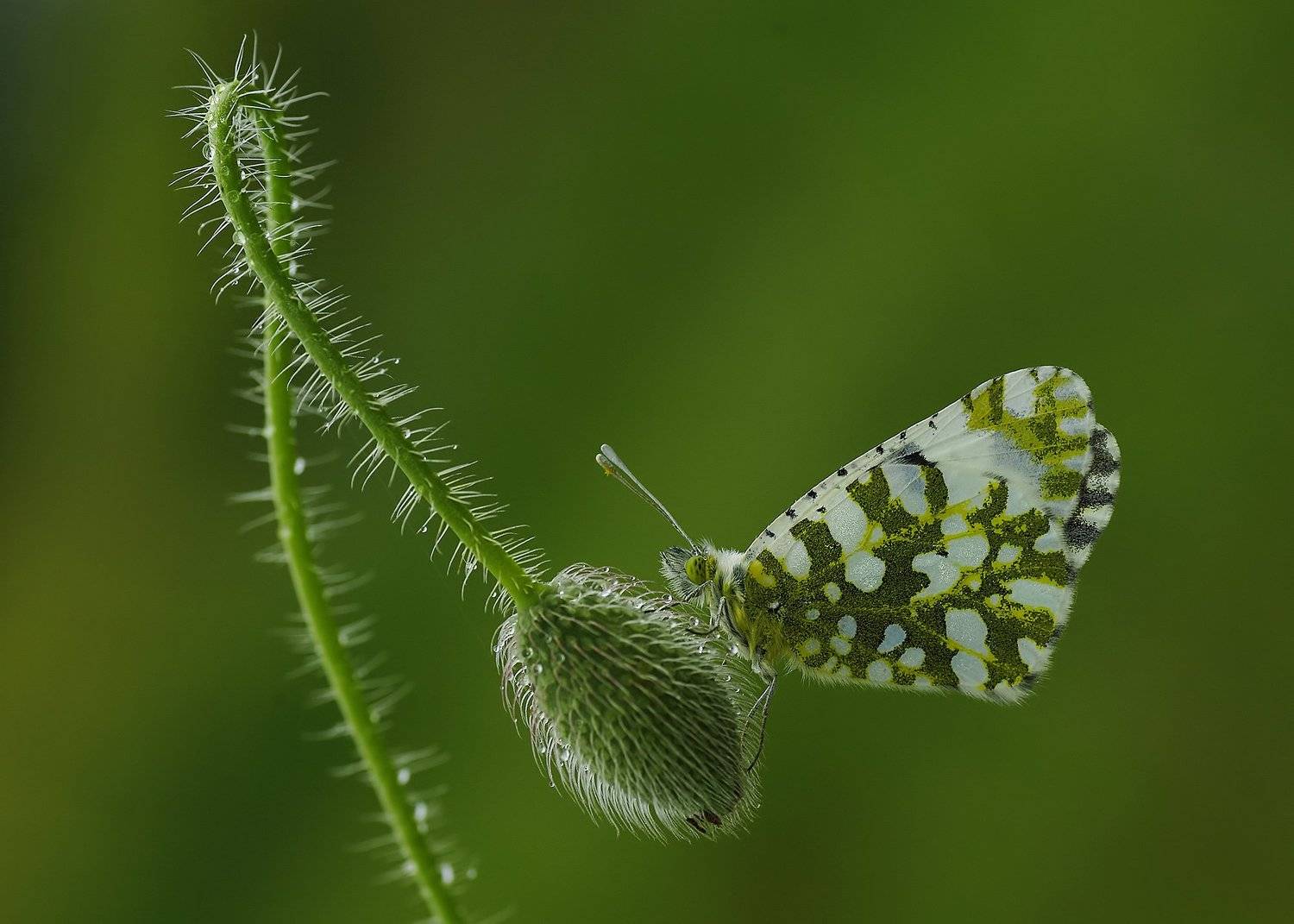 animal, flower, nature, macro, balance, butterfly, light, curve, Savas Sener
