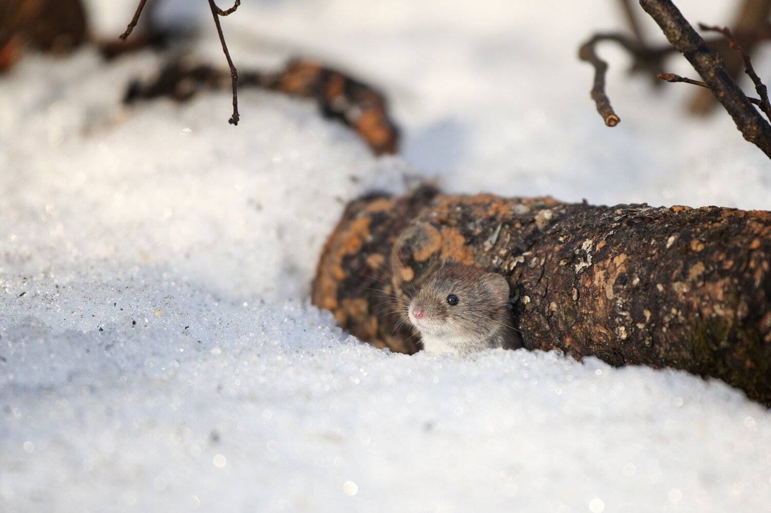 мышь снег весна, Юрий Кулаков