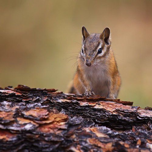 На пенёчке...