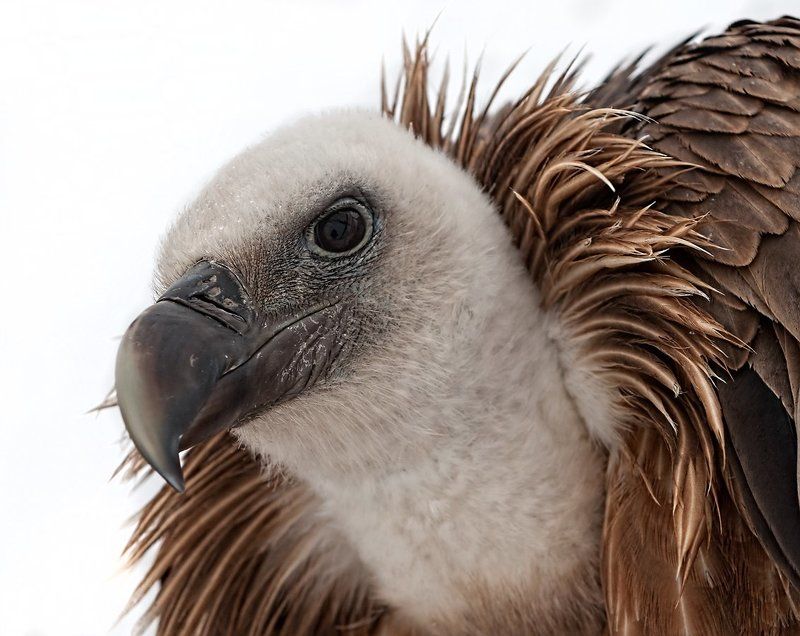 Птица, Сип белоголовый Сип белоголовый фото превью