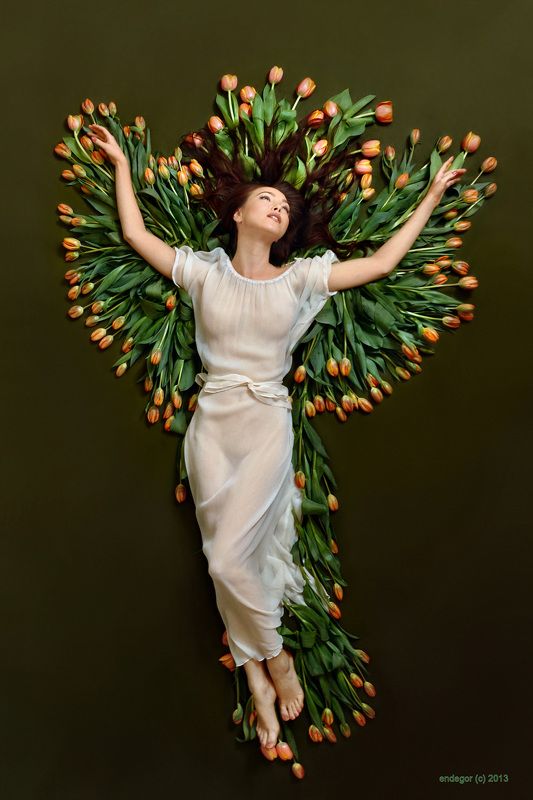 Феникс фото превью