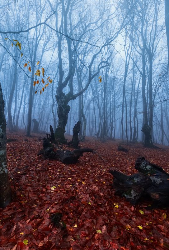 осенний лес,туман Осенний этюд. фото превью