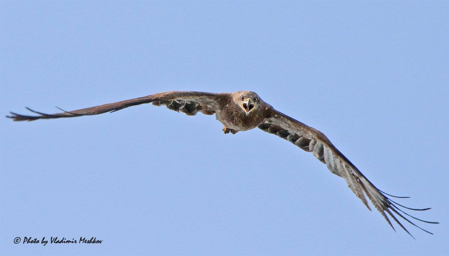 , &copy; =Vladimir Meshkov=