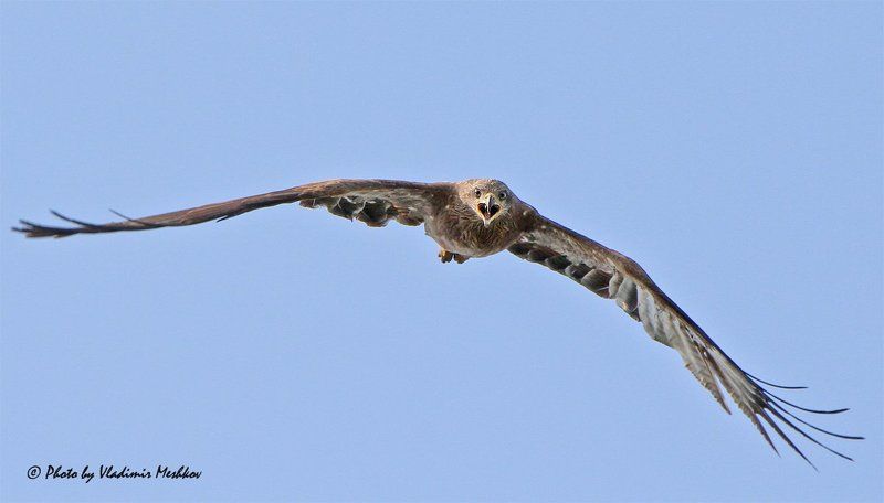 Shout of Predator. Black Kite. Чёрный Коршун. фото превью