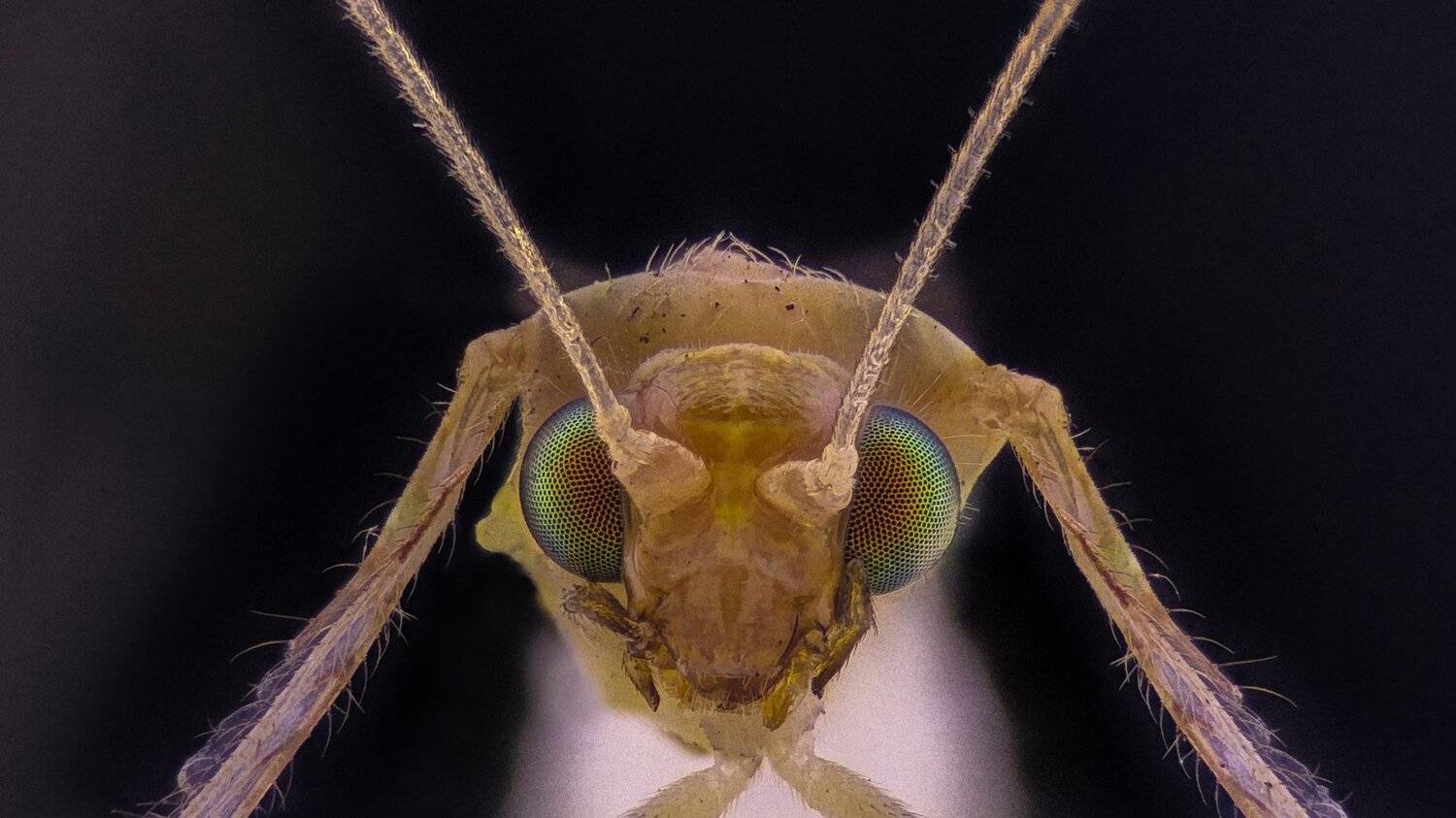 ceclii,macro,lgg4, Tsvetan Ganev