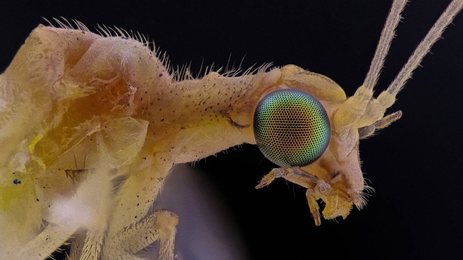 ceclii,macro,lgg4, Tsvetan Ganev