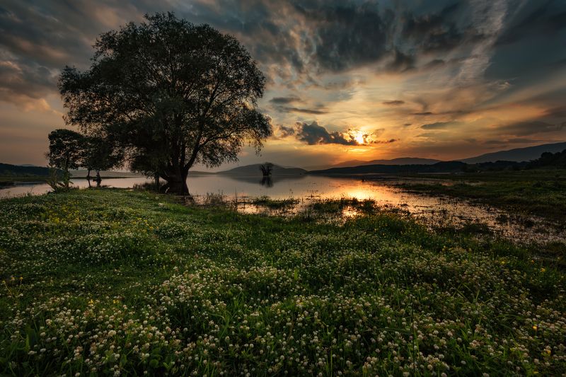 Lonely tree near the dam фото превью