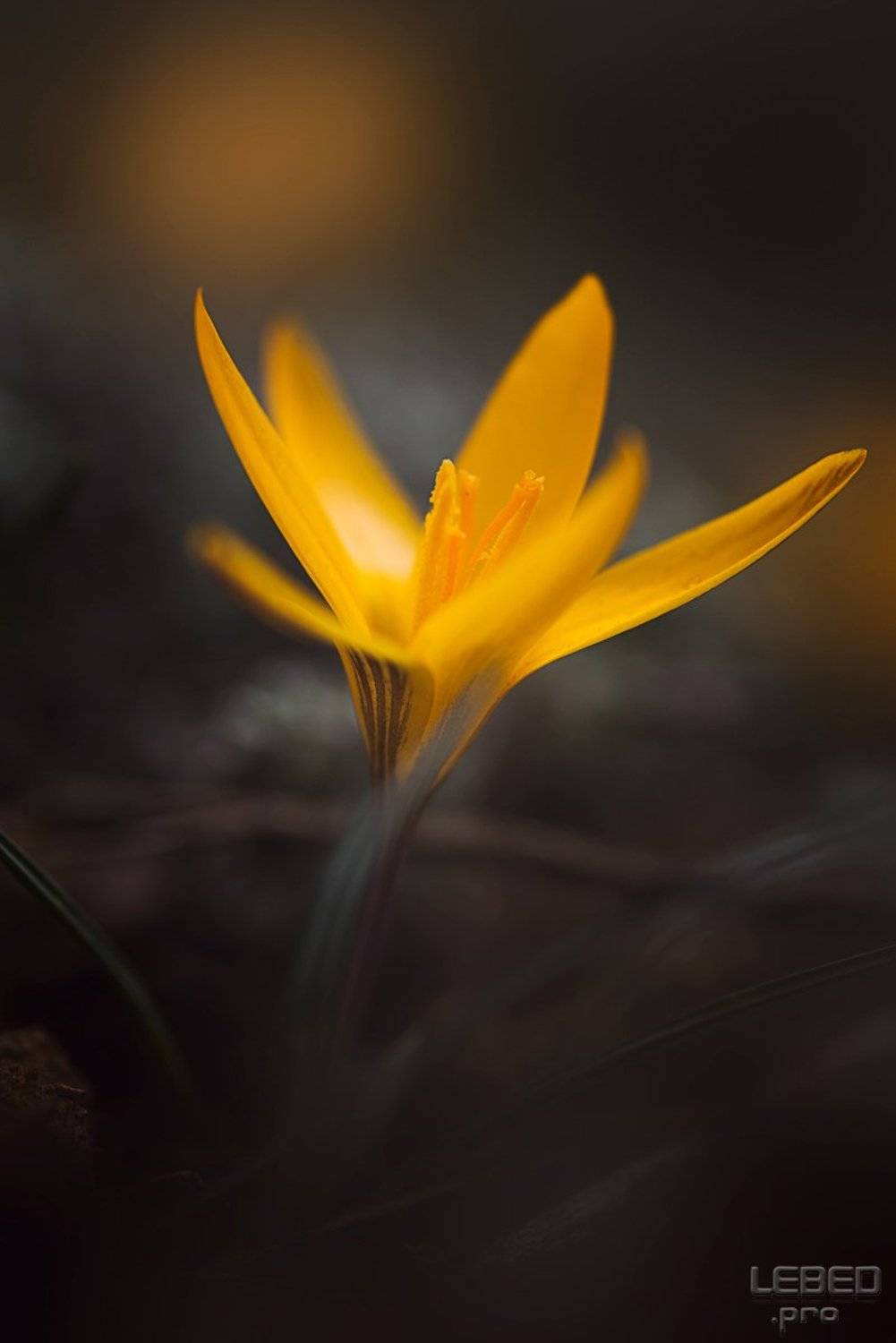 , Виктор Лебедь