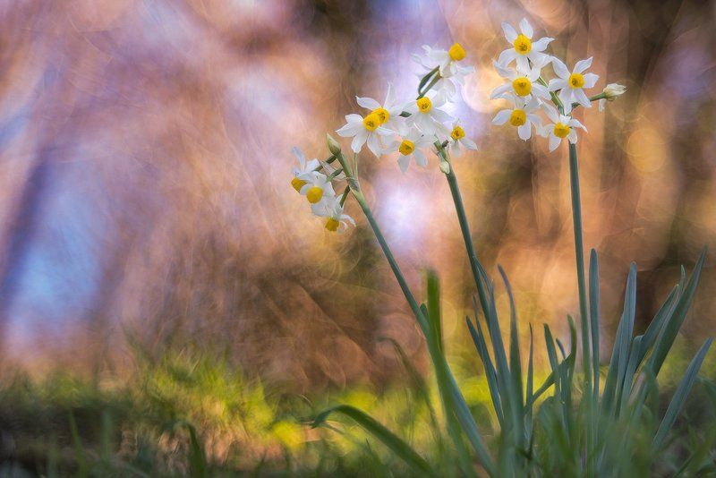 Narcissus фото превью