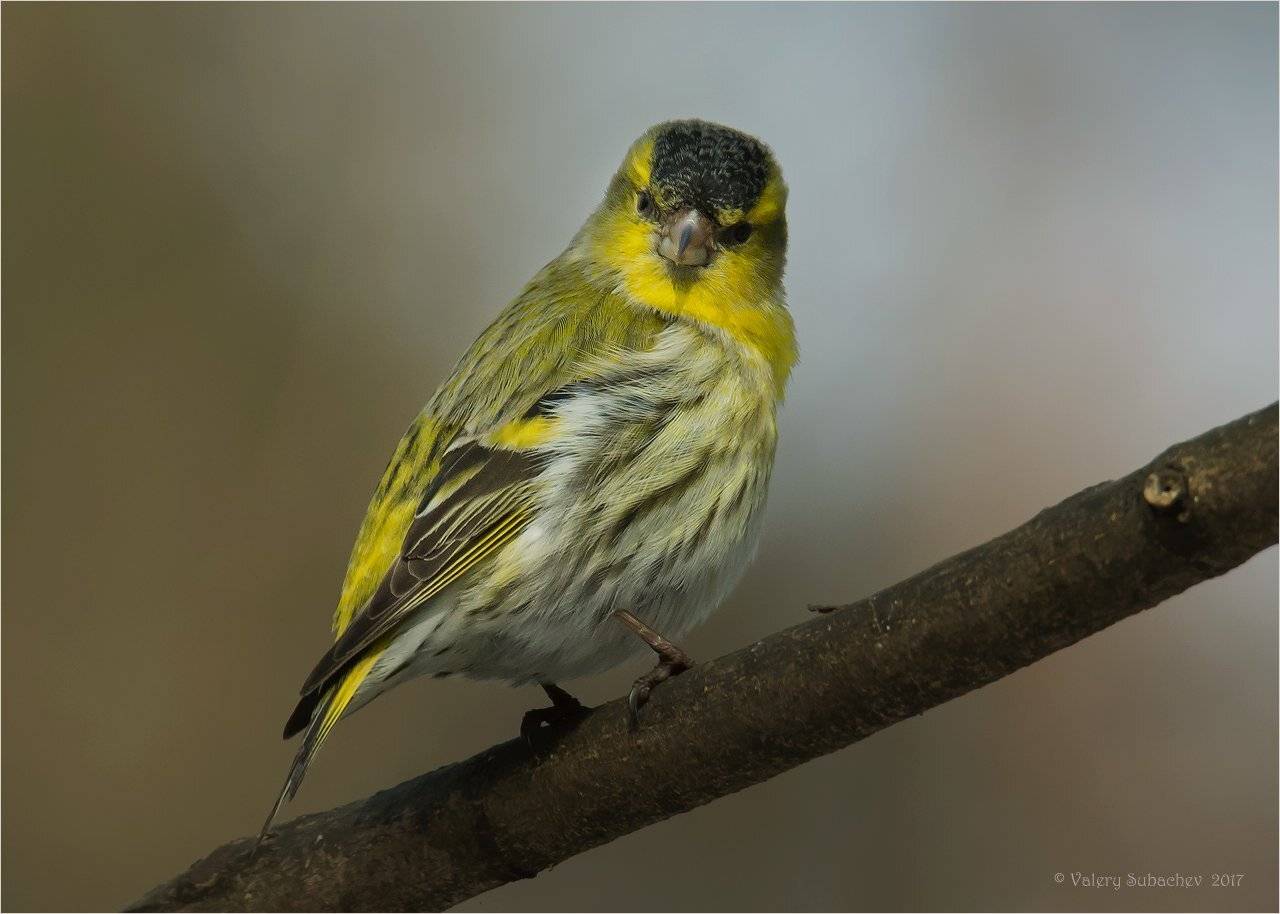 , Валерий Субачев