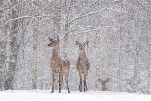 Let it snow,  let it snow, let it snow ......
