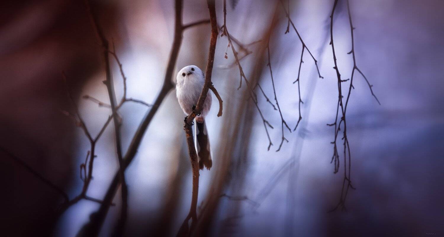 природа, лес, животные, птицы, Дмитрий Посевич