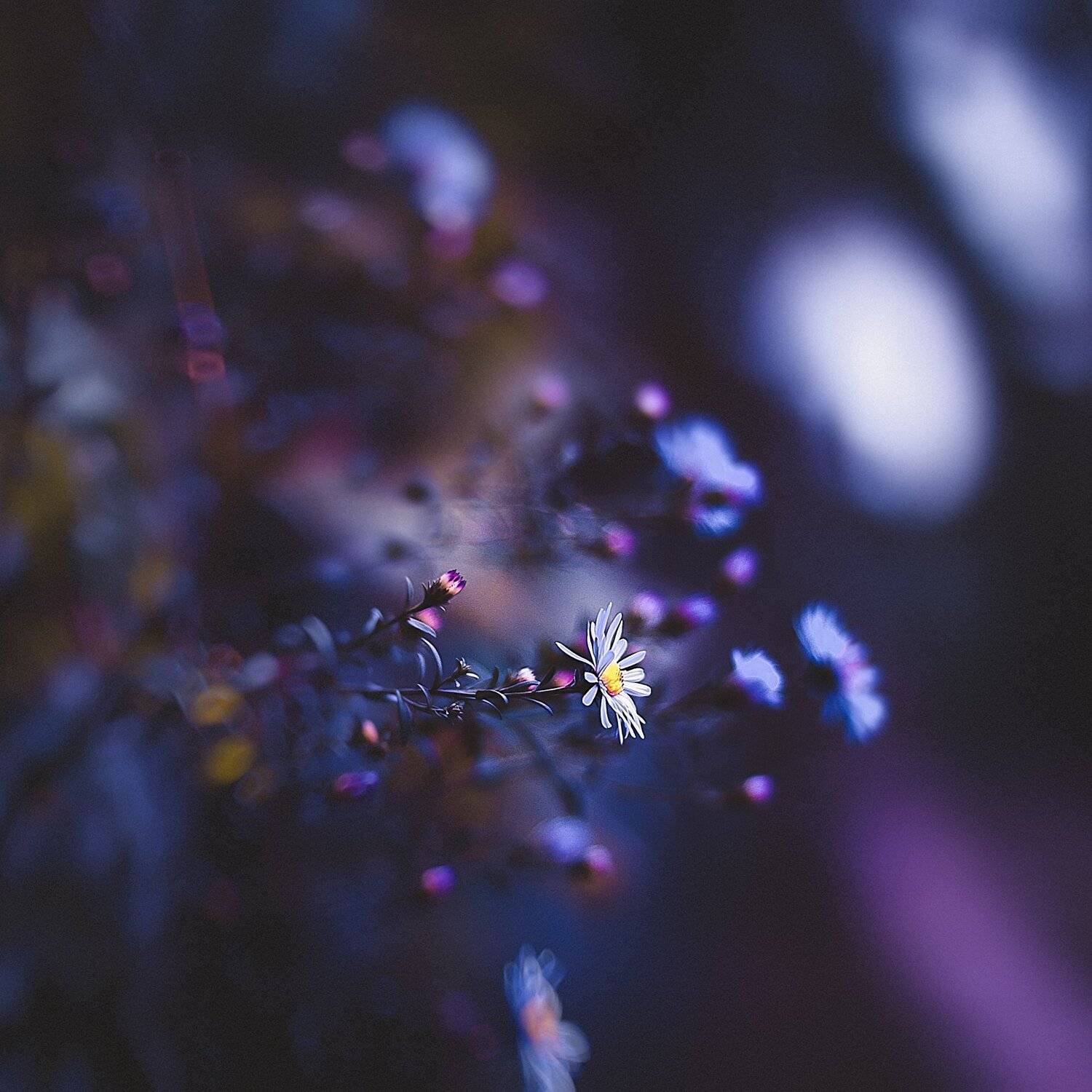 цветы, Манченко Кристина