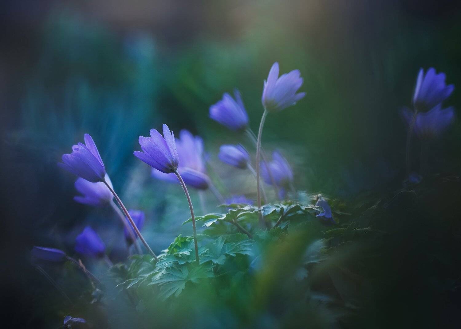 , Инна Сухова