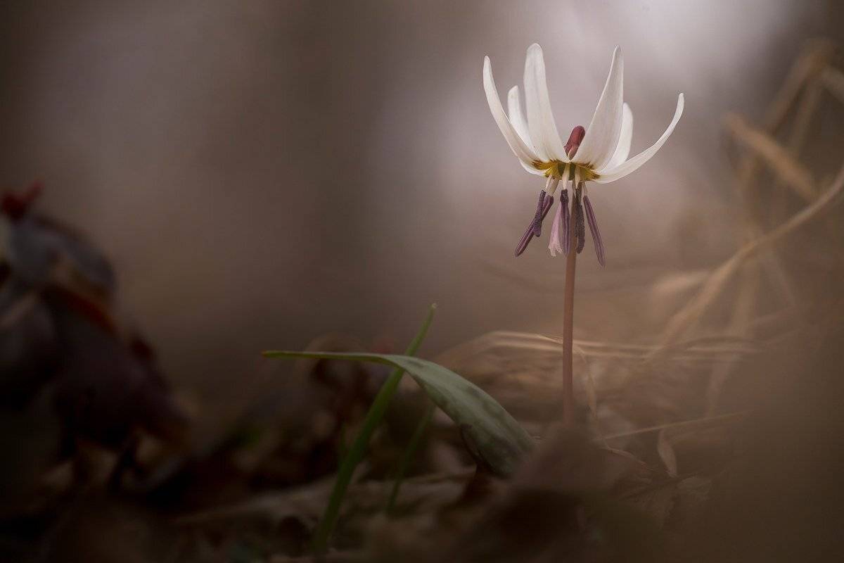 , Nicolae Fanurie Chirobocea