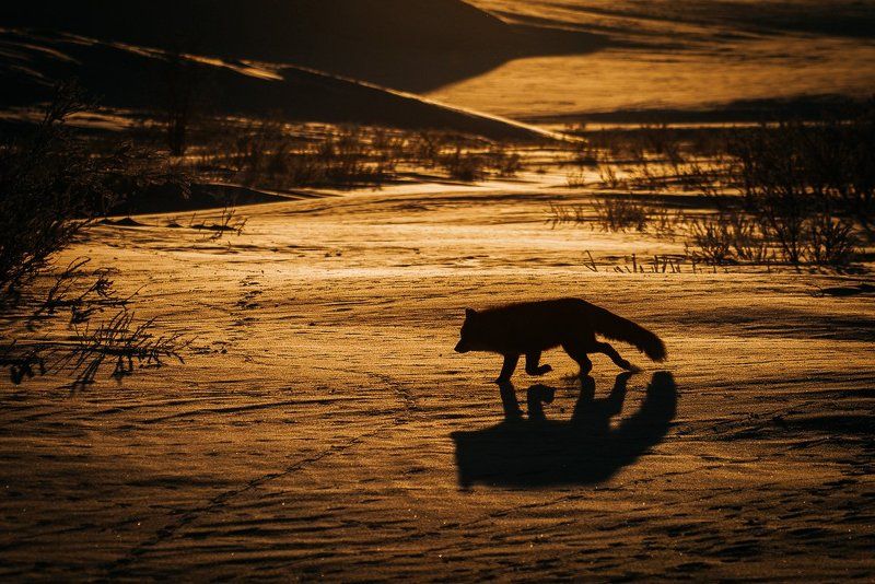 чукотка *** фото превью