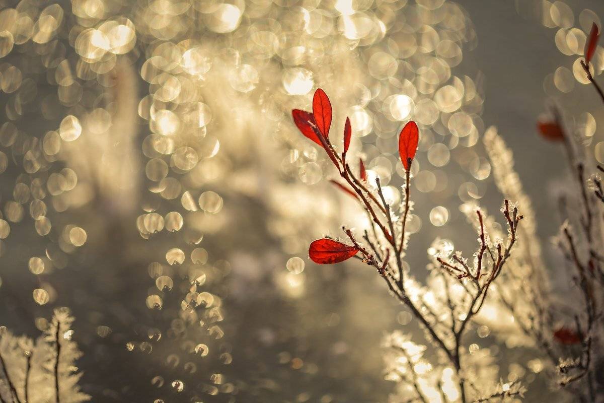 , Комеров Роман