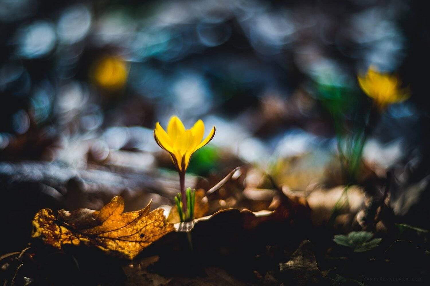 , Юрий Коваленко