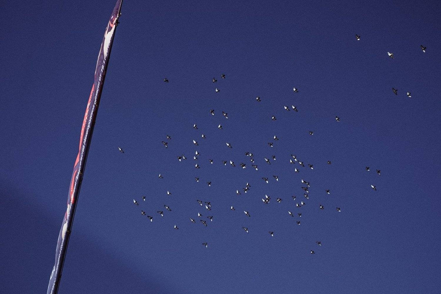 , Большаков Илья